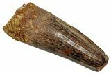 Fossil Spinosaurus Tooth - Real Dinosaur Tooth #345417-1